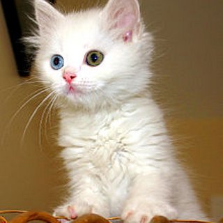 BucketList + Own A Cat Sanctuary