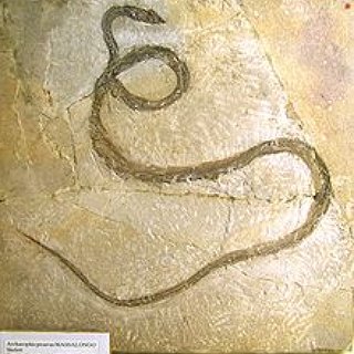 BucketList + Handle A Snake