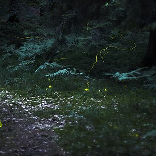 BucketList + See Fire Flies