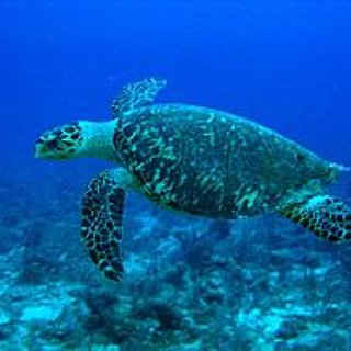 BucketList + Swim With Sea Turtles