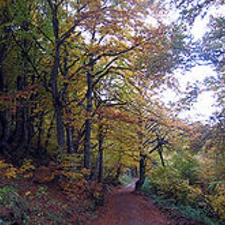 BucketList + Live In A Place Where I Can Take Daily, Long Walks In The Woods...