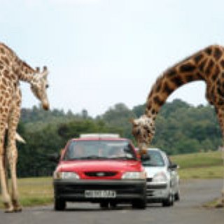 BucketList + Go To A Safari In Africa