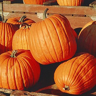 BucketList + Pick My Own Pumkin