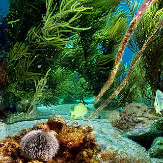 BucketList + Take A Underwater Picture