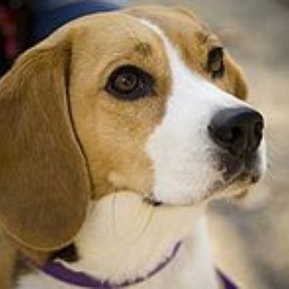 BucketList + Get A Beagle