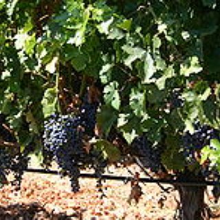 BucketList + Go Wine Tasting - Visiting Vineyards In France