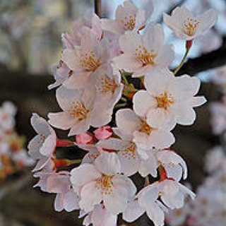 BucketList + See A Cherry Blossom Tree