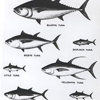 BucketList + Catch A Tuna
