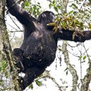 BucketList + Meet Someone Famous - Koko The Gorilla!