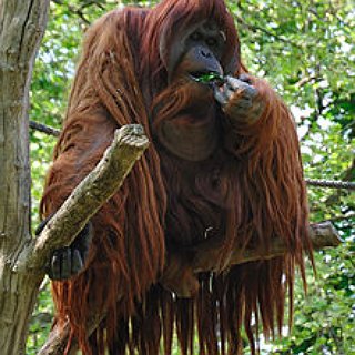 BucketList + Volunteer At Orangutan Foundation In Indonesia
