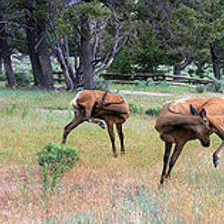 BucketList + Hunt Elk In Montana