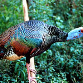 BucketList + Hunt Turkey
