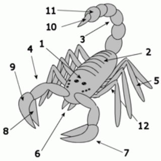 BucketList + Eat Scorpion