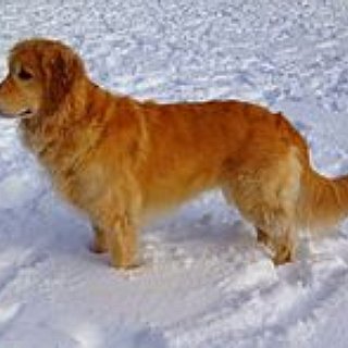BucketList + Have A Golden Retriever Called Alba