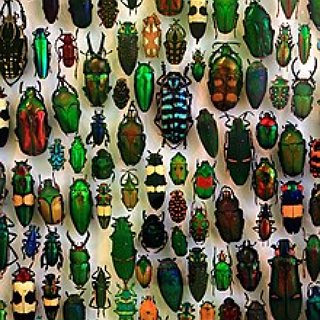 BucketList + Visit An Insect Zoo
