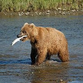 BucketList + Go Bear Hunting In Alaska