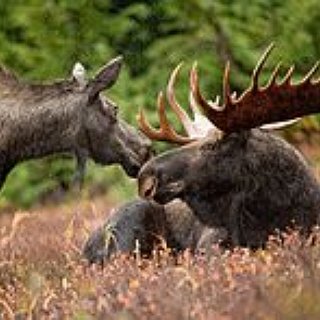 BucketList + Go Moose Hunting In Alaska