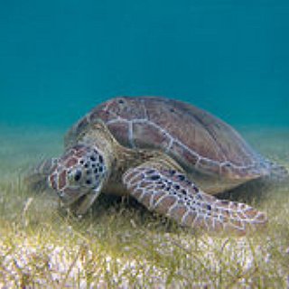 BucketList + Get A Turtle
