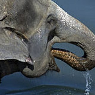 BucketList + I Want Elephant To Sprinkle Water Upon Me