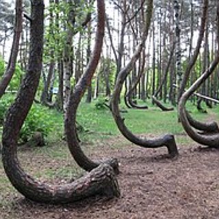 BucketList + Crooked Forest