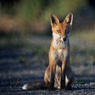 BucketList + See A Fox