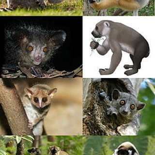 BucketList + Visit The Chase Sanctuary Animal Rescue And Try Lemur Yoga/Genet Feeding In Webster, Florida