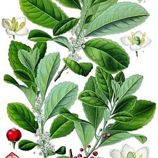 BucketList + Try Natural Yerba Mate