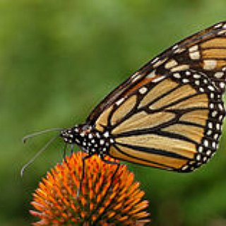 BucketList + See Butterfly Colony In Its Natural Habitat