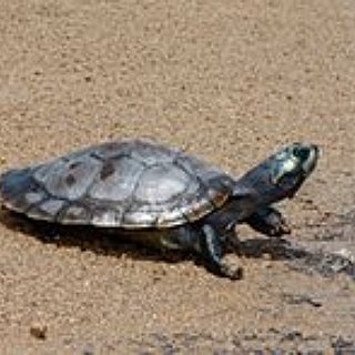 BucketList + Participate In Turtle Conservation Project