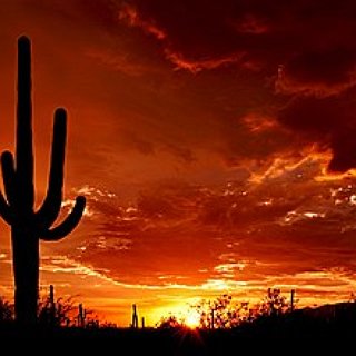 BucketList + Admire Fun Cactus Shapes At Seguaro Np