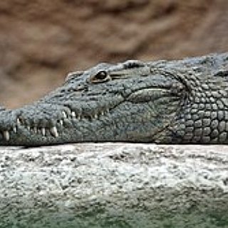 BucketList + Hold A Crocodile At Everglades National Park