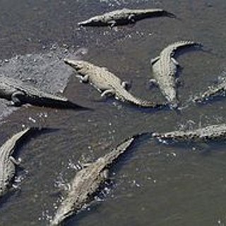 BucketList + Eat Aligator Meat