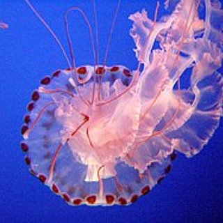BucketList + Eat Jelly Fish Salad