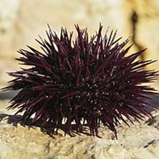 BucketList + Eat A Sea Urchin