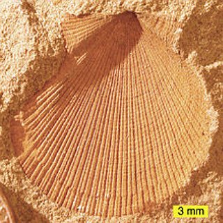 BucketList + Go Fossil Digging