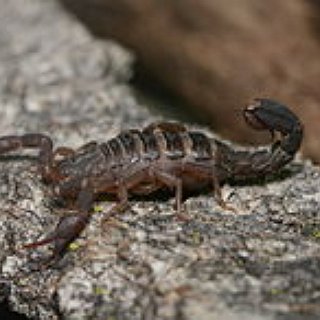 BucketList + Hold A Scorpion