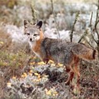 BucketList + See A Fox In Person