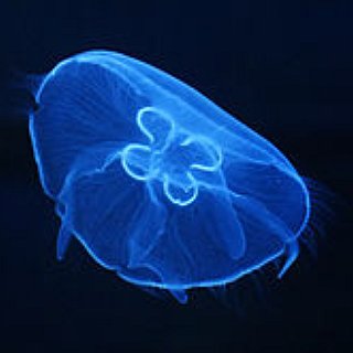 BucketList + See The Glowing Jellyfish In The Ocean At Night