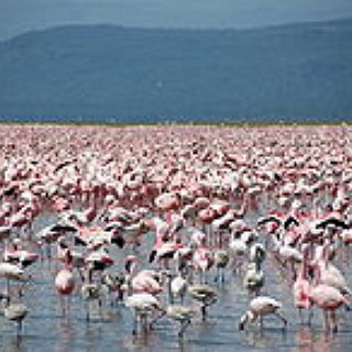 BucketList + Visit Flamingo Beach In Aruba
