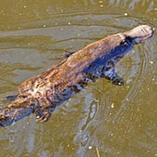 BucketList + Pet A Platypus