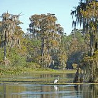 BucketList + Jump Off Wakulla Springs Platform