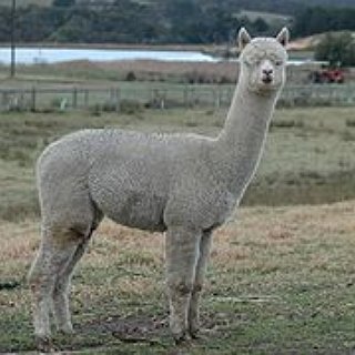 BucketList + Take An Alpaca For A Walk