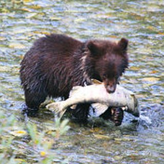 BucketList + Catch A Salmon On The Fly
