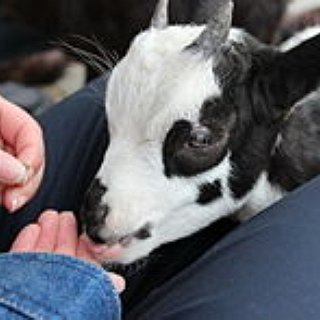 BucketList + Go To A Petting Zoo