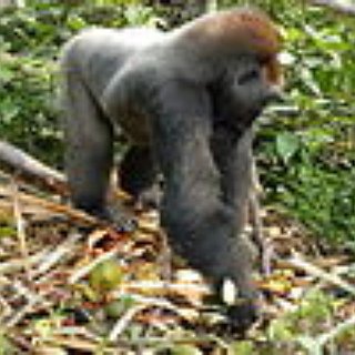 BucketList + Hike To See Silverback Gorillas