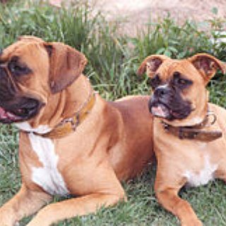 BucketList + Get A Boxer Puppy