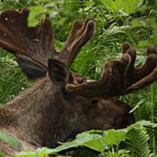 BucketList + Go  Moose Hunting