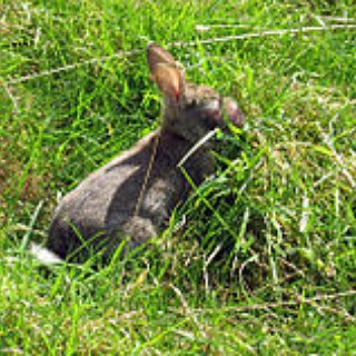 BucketList + Get A Bunny
