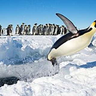 BucketList + Touch A Penguin