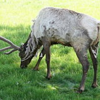 BucketList + Elk Hunting In Colorado